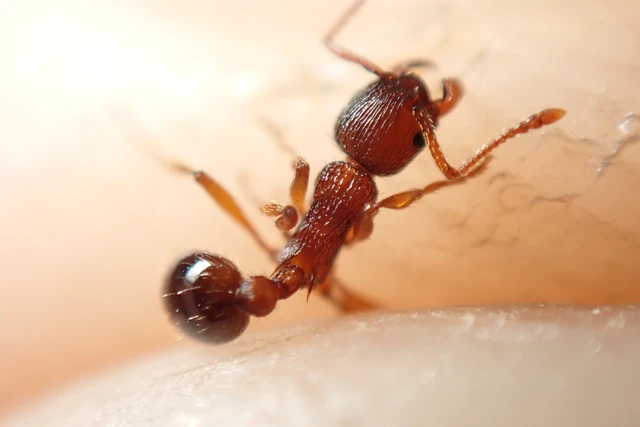 Myrmica specioides - pusztai bütyköshangya