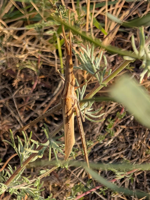 Orthoptera - Egyenesszárnyúak