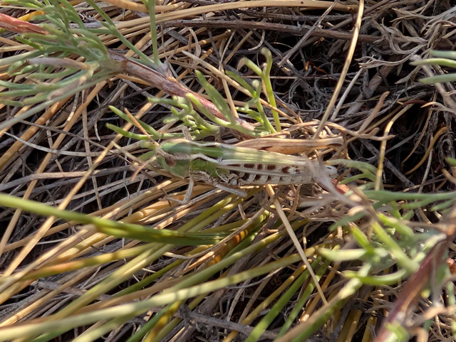 Orthoptera - Egyenesszárnyúak