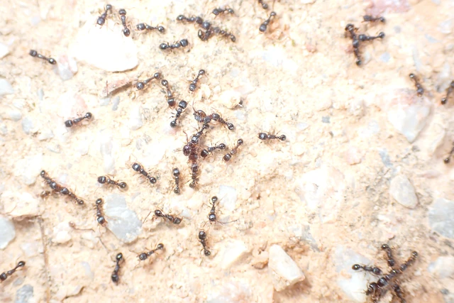 Tetramorium