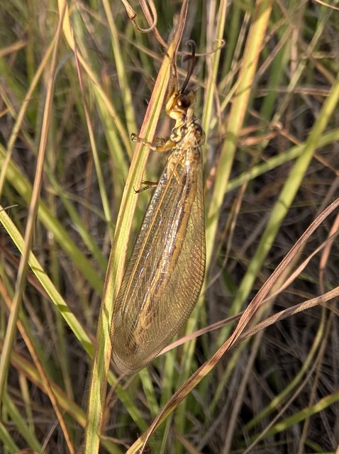 Hymenoptera - Hártyásszárnyúak