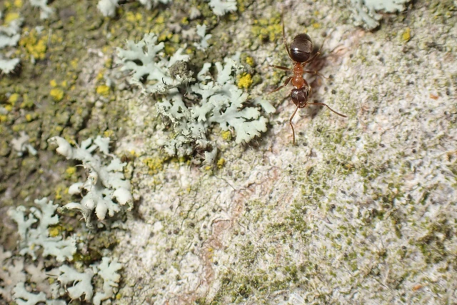 Lasius emarginatus - vöröstorú feketehangya