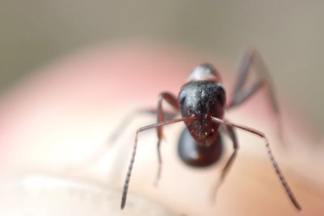 Formica cunicularia - gyakori rabszolgahangya