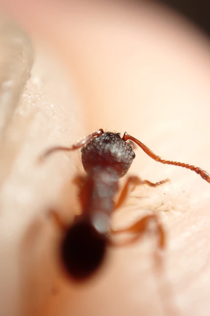 Myrmica schencki - kétszínű bütyköshangya