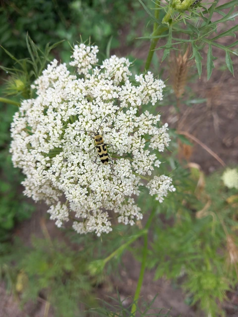Coleoptera - Bogarak