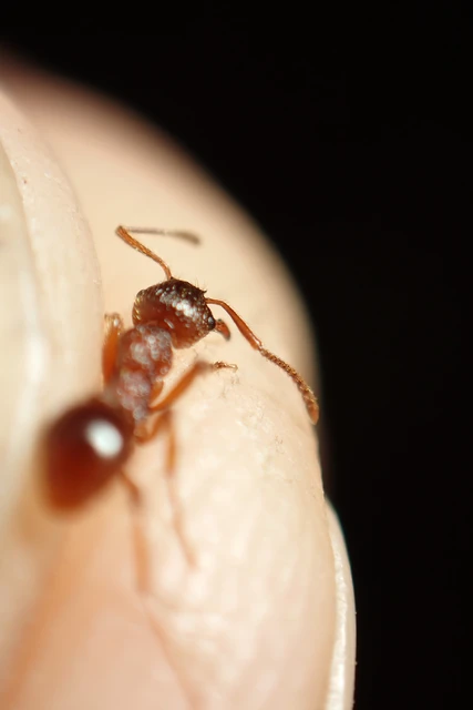 Myrmica ruginodis - erdei bütyköshangya