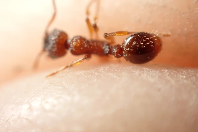 Myrmica sabuleti - gyakori bütyköshangya