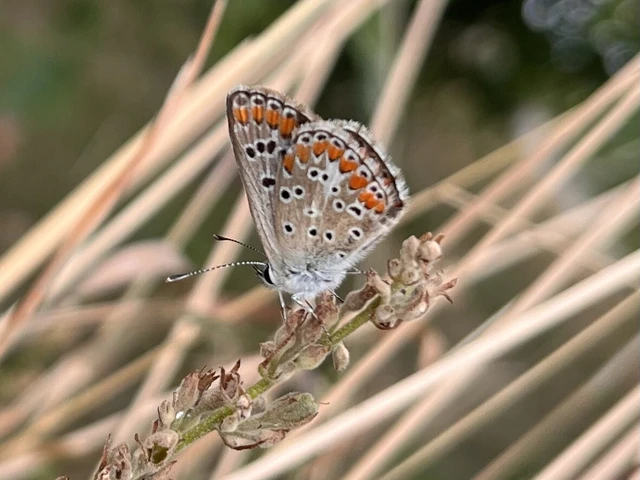 Aricia agestis - szerecsenboglárka
