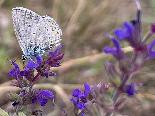 Polyommatus icarus - közönséges boglárka