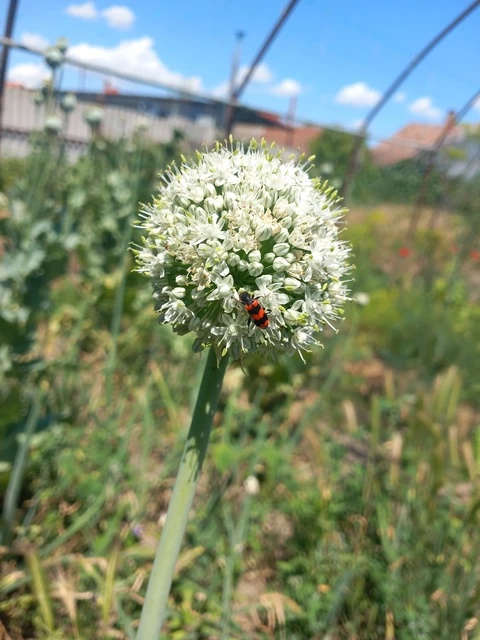 Trichodes apiarius - szalagos méhészbogár