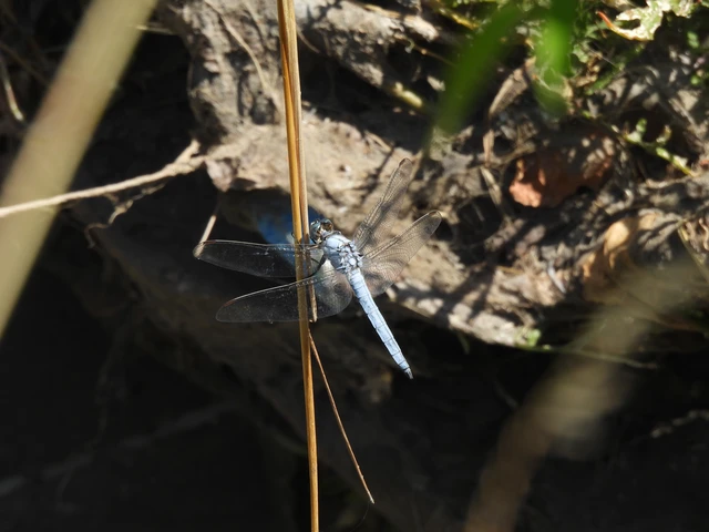 Orthetrum brunneum - pataki pásztorszitakötő Orthetrum brunneum - pataki pásztorszitakötő
