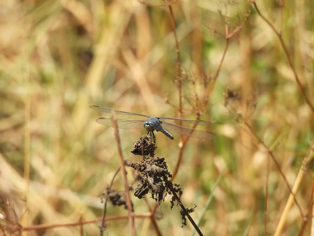 Orthetrum coerulescens - karcsú pásztorszitakötő Orthetrum coerulescens - karcsú pásztorszitakötő