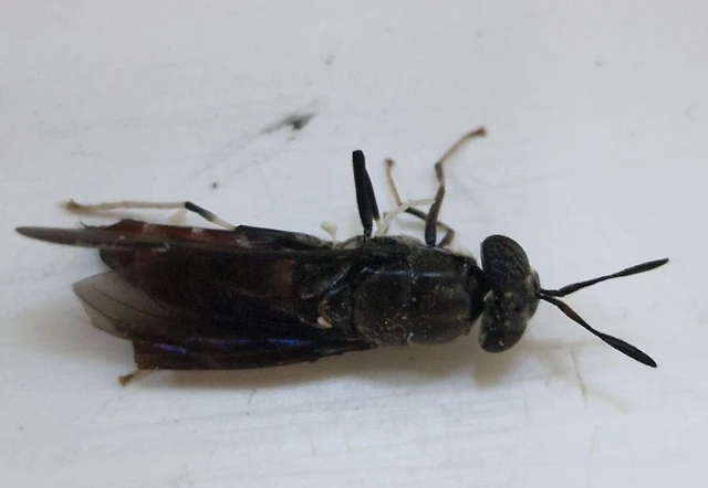 Diptera - Kétszárnyúak Diptera - Kétszárnyúak