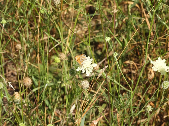 Melitaea trivia - kis tarkalepke