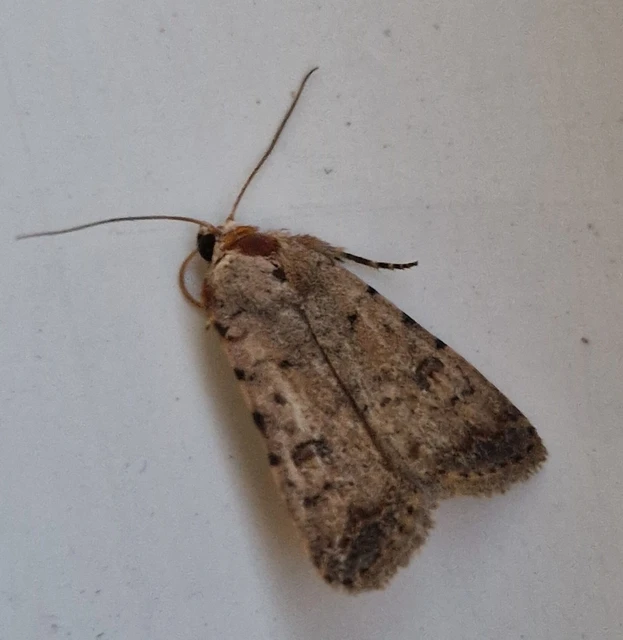 Paradrina clavipalpis - közönséges selymesbagoly