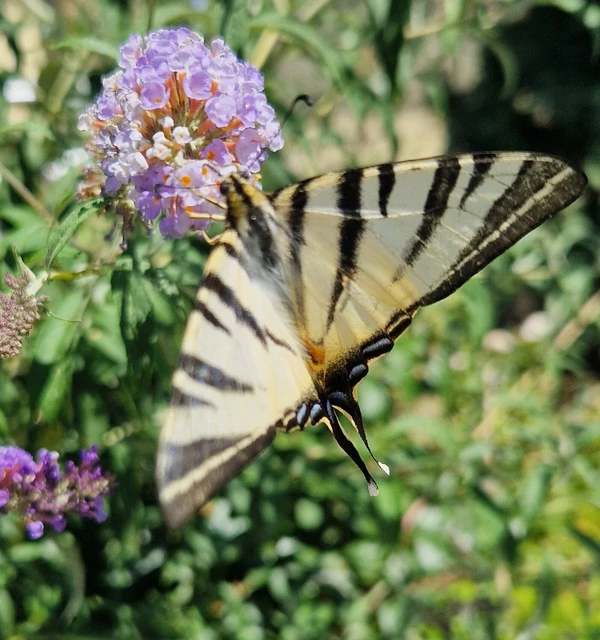 Iphiclides podalirius - kardoslepke