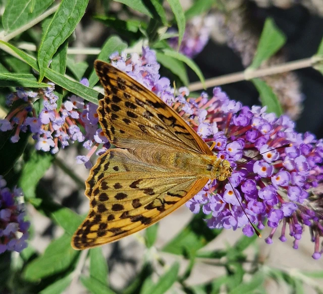 Argynnis pandora - zöldes gyöngyházlepke