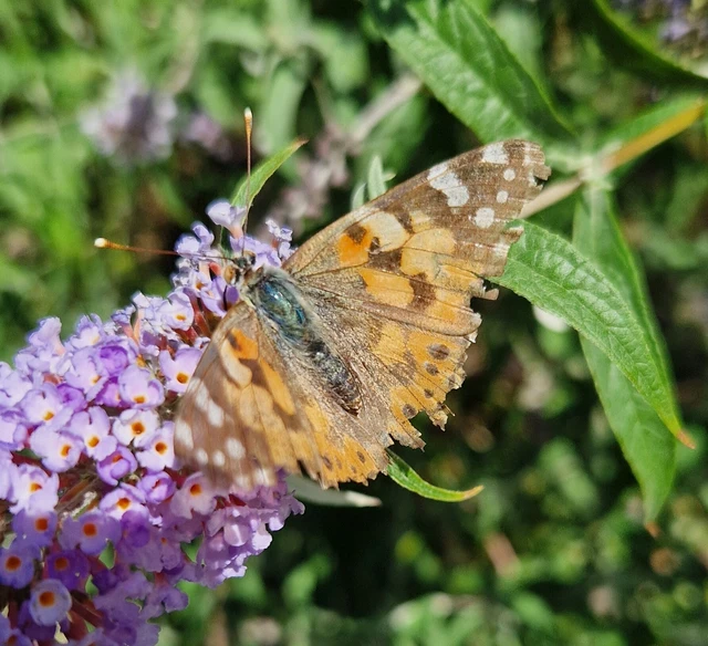 Vanessa cardui - bogáncslepke