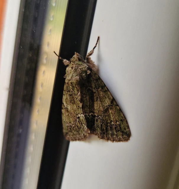 Polyphaenis sericata - selyemfényű erdeibagoly