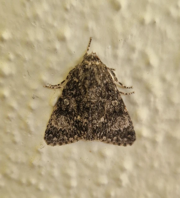 Acronicta megacephala - nagyfejű szigonyosbagoly
