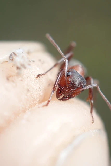 Formica sanguinea - vérvörös rablóhangya