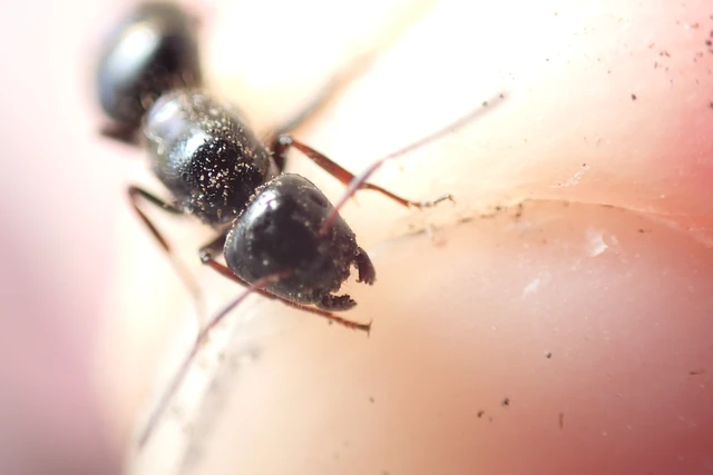 Camponotus