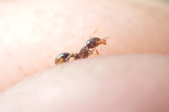 Tetramorium hungaricum - magyar gyepihangya