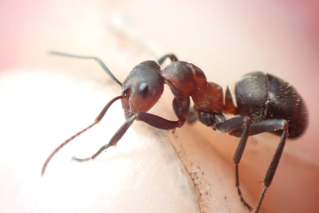Formica pratensis - réti vöröshangya