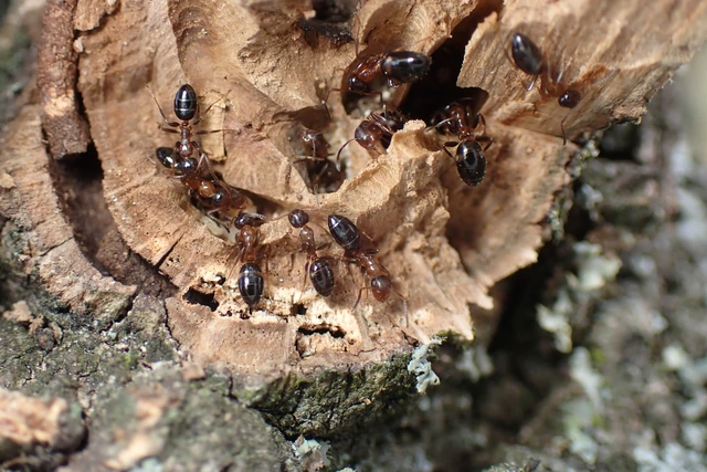 Colobopsis truncata - kapushangya