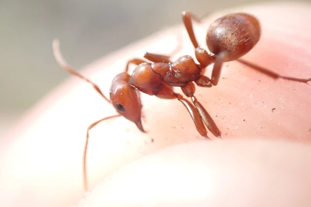 Polyergus rufescens - amazonhangya