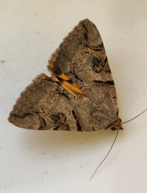 Catocala hymenaea - kökény-övesbagoly