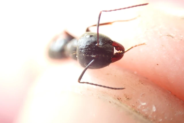 Camponotus aethiops - szőrös lóhangya