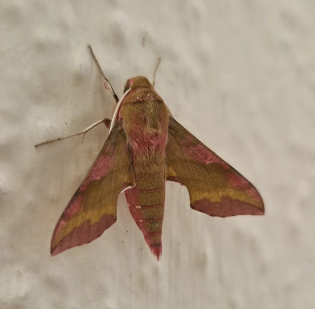 Deilephila porcellus - piros szender