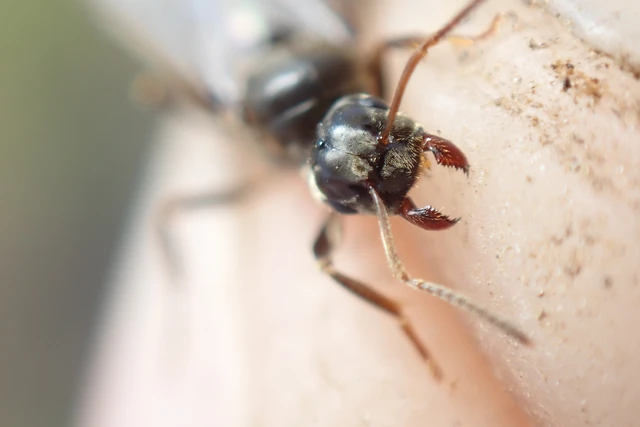 Lasius niger - közönséges feketehangya