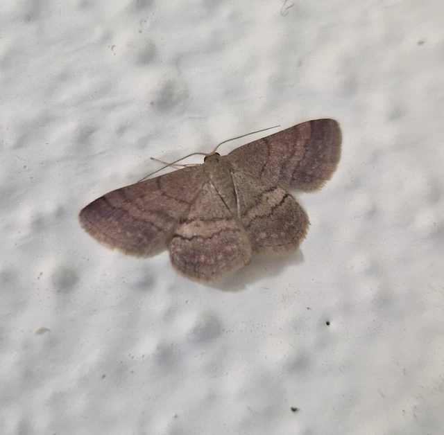 Scopula rubiginata - réti pirosaraszoló