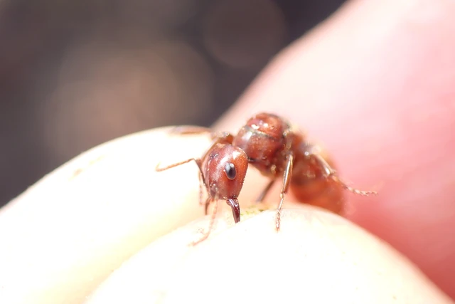 Polyergus rufescens - amazonhangya