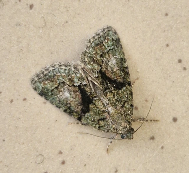 Cryphia algae - sárgászöld zuzmóbagoly