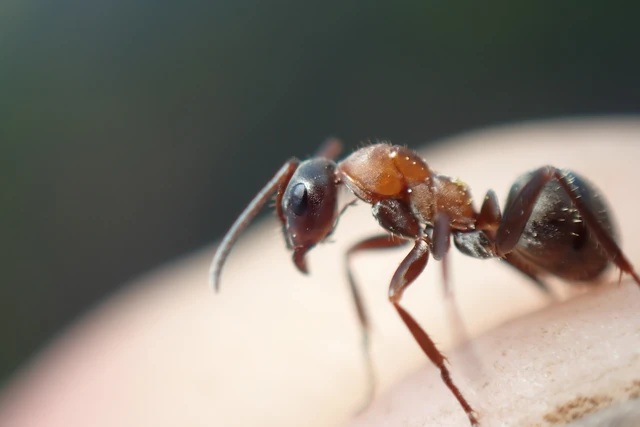 Formica rufibarbis - vörös rabszolgahangya