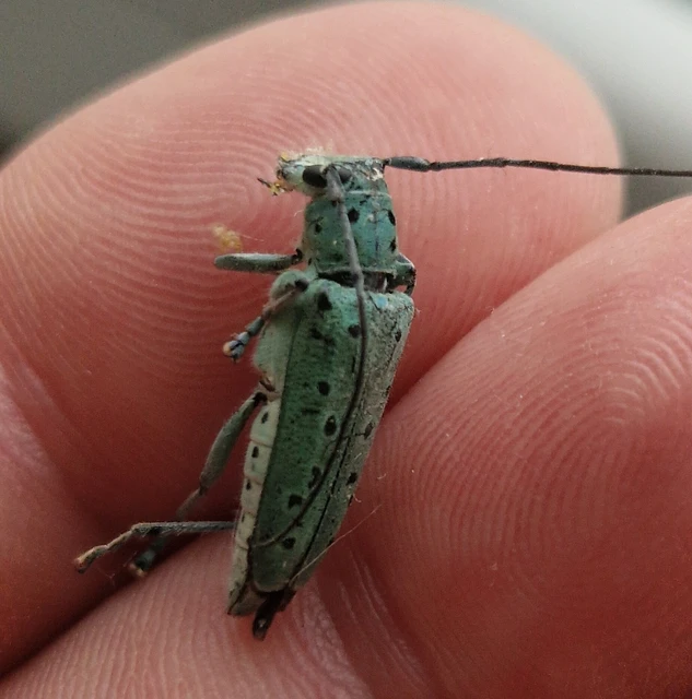 Saperda punctata - pettyes szilcincér Saperda punctata - pettyes szilcincér