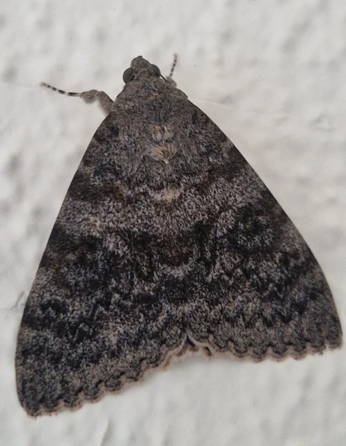 Catocala elocata - közönséges övesbagoly