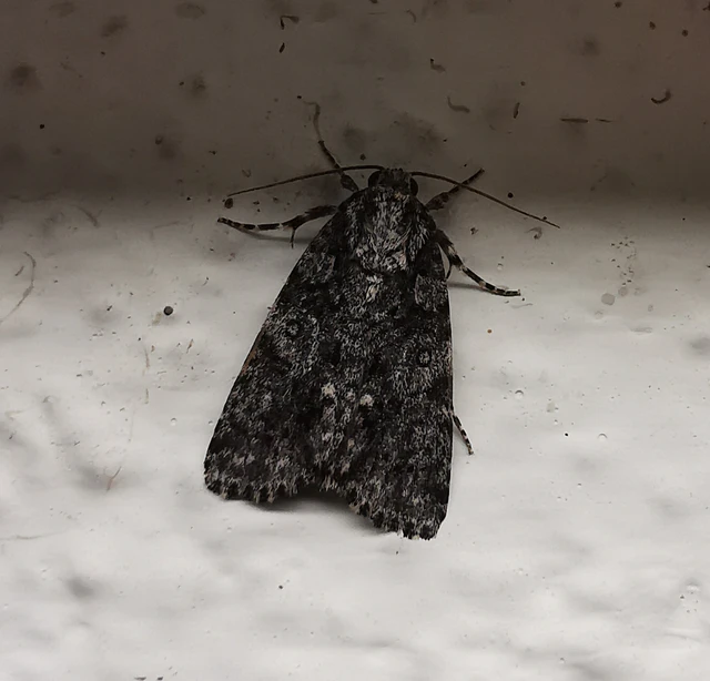 Acronicta rumicis - sóska-szigonyosbagoly Acronicta rumicis - sóska-szigonyosbagoly