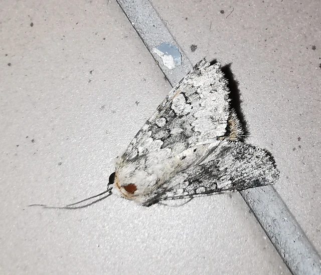 Hecatera dysodea - parajbagoly