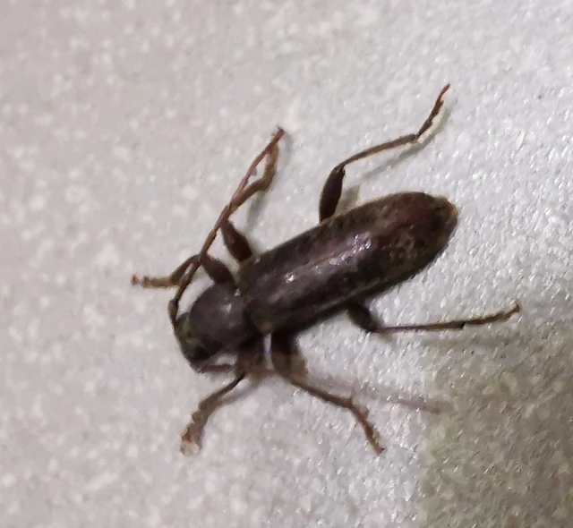 Trichoferus campestris - szállóvendég éjicincér