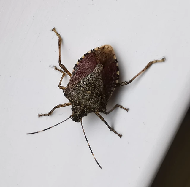 Halyomorpha halys - ázsiai márványospoloska Halyomorpha halys - ázsiai márványospoloska