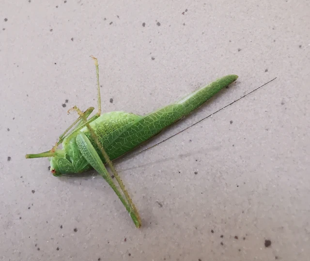 Orthoptera - Egyenesszárnyúak