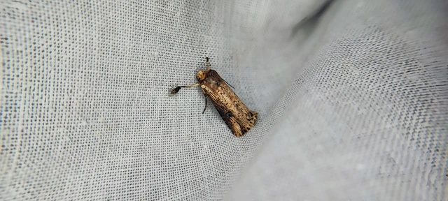 Axylia putris - vonalkás földibagoly