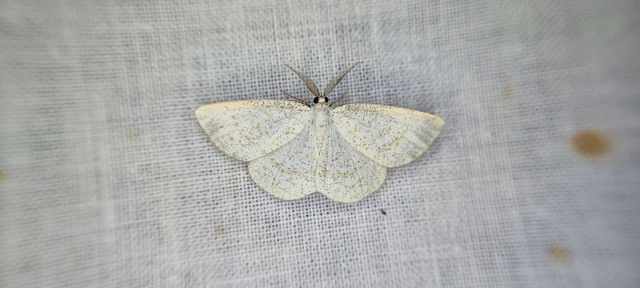 Cabera exanthemata - pettyes égeraraszoló