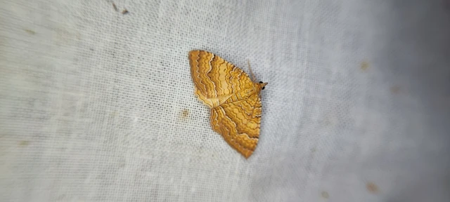 Camptogramma bilineata - kétvonalas sávosaraszoló