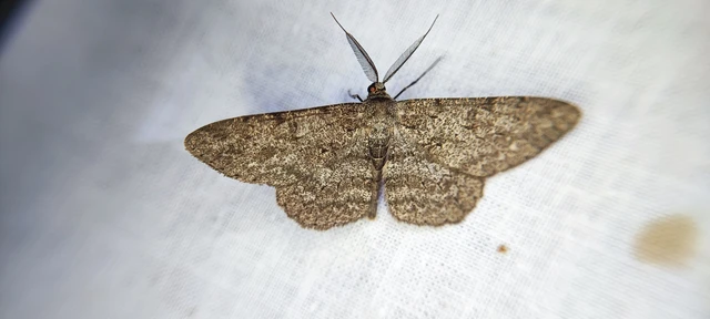 Hypomecis punctinalis - pettyes faaraszoló