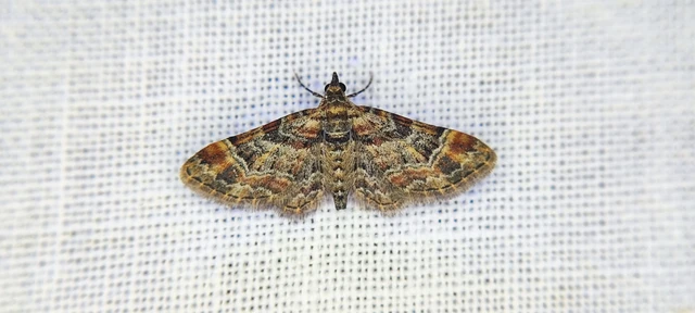 Gymnoscelis rufifasciata - vöröscsíkos törpearaszoló
